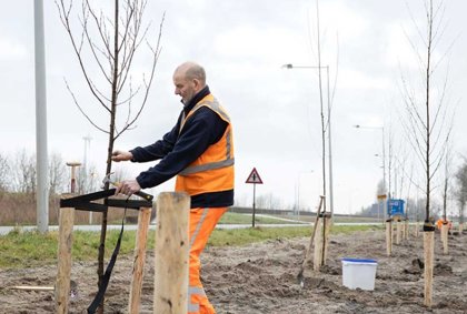 Boomonderhoud langs de N241 tussen Schagen en Verlaat -  juli t/m december 2026 
