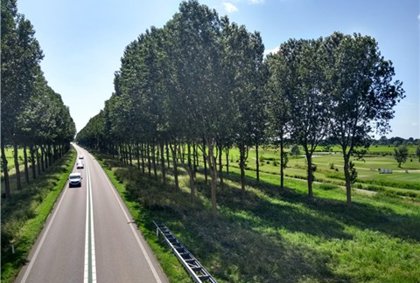 Bomenkap en herplanting langs de N242