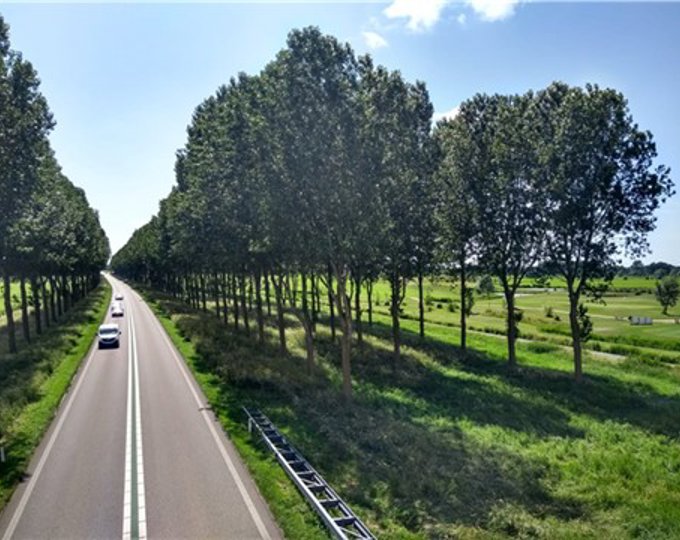 Bomenkap en herplanting langs de N242 Bomenkap en herplanting langs de N242